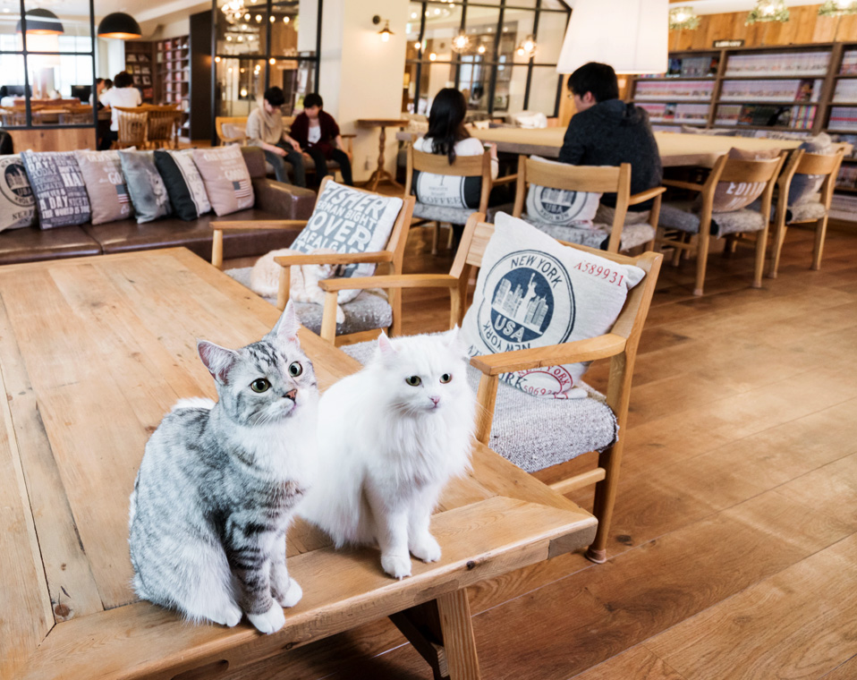 カフェ バイト 猫 猫好きの天職？ 猫カフェアルバイトの仕事内容、魅力を紹介！